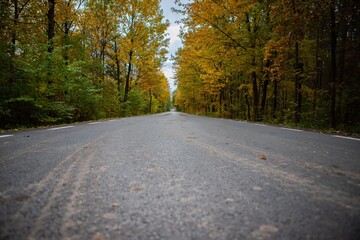 Droga asfaltowa jesienią, wokół drzewa z kolorowymi liśćmi. © andsko