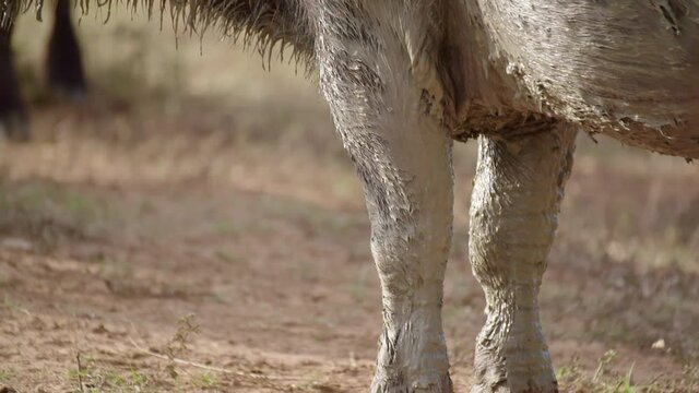 Buffalo post Mudbath
