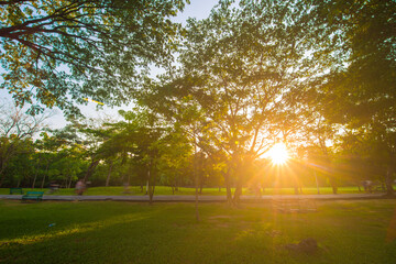 Green meadow tree city public park with sunset sky cloud