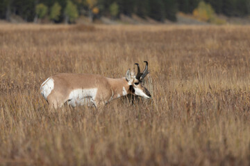 Pronghorn Antelope Buck in Wyoming in Autumn