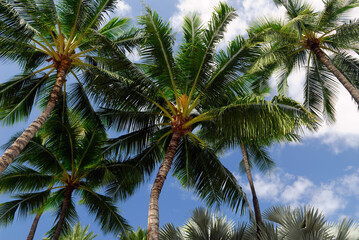 Fototapeta na wymiar Stand of date palm trees in Hawaii