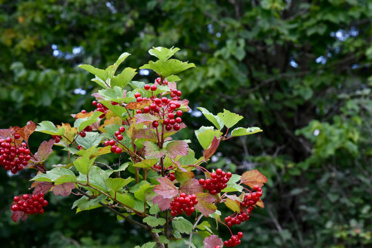 Fruit de Viorne rouge