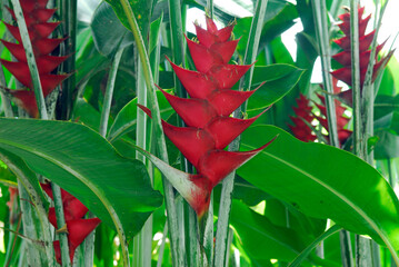 Red flowers in a stand of Heliconia in Hawaii