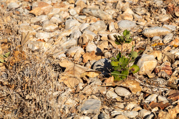 Little plant sprout grows up through rocky ground