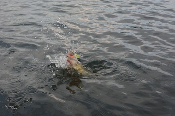 Summer fishing, pike fishing, spinning on the lake