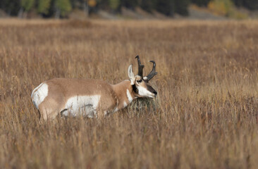Pronghorn Antelope Buck in Wyoming in Autumn
