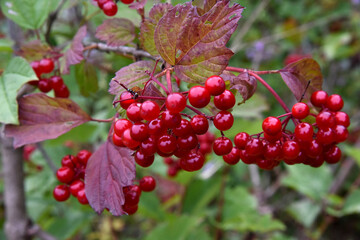 Fruit de Viorne rouge