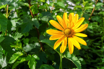 Yellow flower close up on flowers background in sunlight
