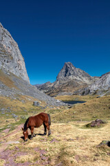 Fototapeta na wymiar Brown horse grazing in Pyrenees mountains, France. Beautiful stallion against scenic mountains landscape