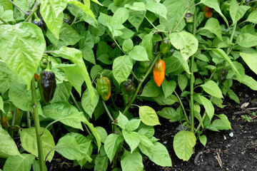 Plante de Piment
