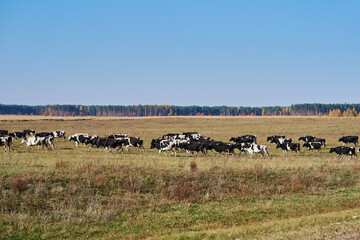 Herd of cows grazing at green field in a summer day