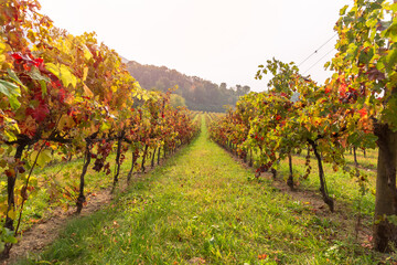 Fototapeta na wymiar Row of vines in a vineyard in autumn