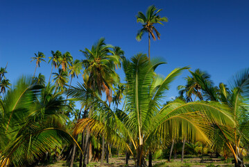 Fototapeta na wymiar Royal garden Kapuaiwa coconut tree grove