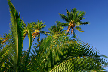 Fototapeta na wymiar Royal grove of Kapuaiwa coconut trees