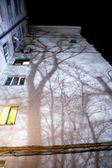 tree shadows on the wall of a multi-storey building