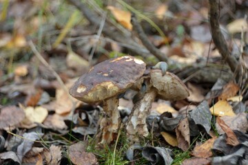 Picking mushrooms in the forest

