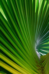 Abstract whorl of Screwpine tree leaves