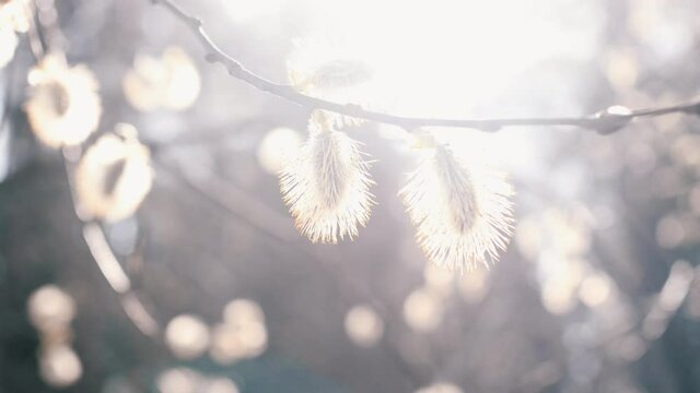 An alder branch with inflorescences sways in the wind in the rays of the spring sun. Nature awakening. Spring flowers