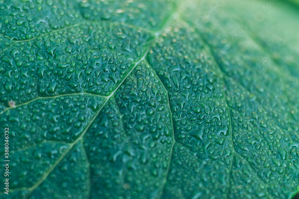 Poster close up detail of a leaf plant in the garden. beautiful background pattern for design.