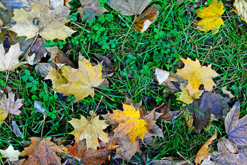 autumn leaves on the ground