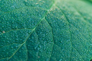 Obraz na płótnie Canvas Close up Detail of a leaf plant in the garden. Beautiful Background pattern for design.