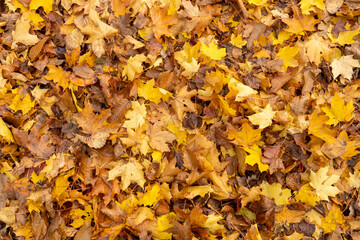 Autumn leaves montage collage for natural background texture image layer, winter colours