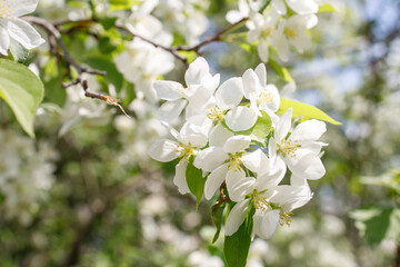 Obraz premium apple-tree flowers in spring on a tree branch