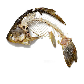 Fish skeleton that was eaten, leftovers of food. Bones crucian carp isolated