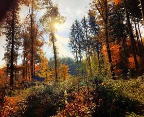 autumn in the forest