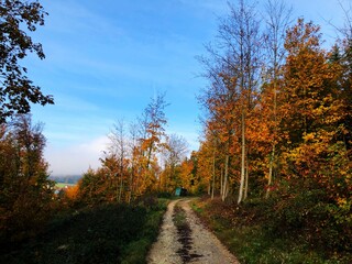 Fototapeta premium autumn in the forest