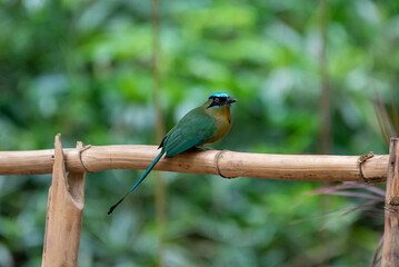 Amazonian Motmot