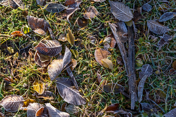 autumn leaves on the ground