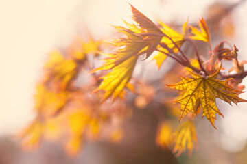 Naklejka na ściany i meble Yellow fall leaves on Autumn background