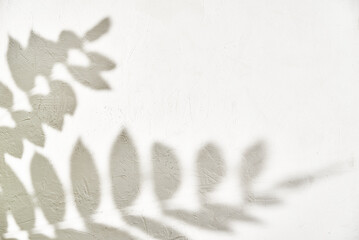 Leaf shadow on white background. Creative abstract background