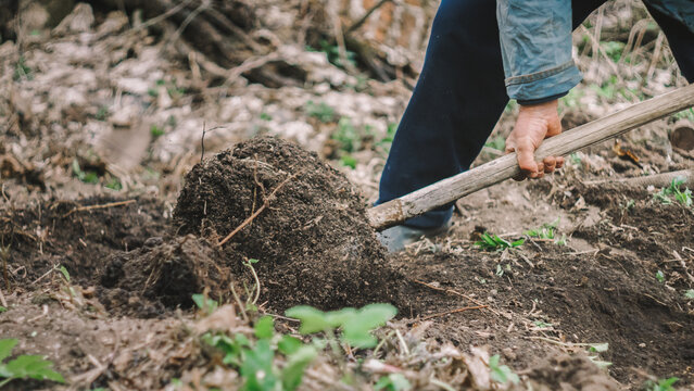 Male Gardener digging in a vegetable garden with a shovel. Farmer Man in boots working hands with spade digging black soil, lawn.farmland, agriculture close up. Autumn fall spring work cleaning