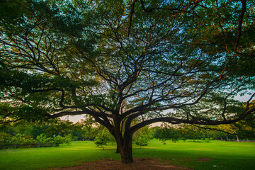 Green meadow tree city public park with sunset sky cloud