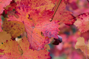Herbstspaziergang in den Weinbergen bei Rück, Elsenfeld in Unterfranken . Die Blätter strahlen in wunderschönen Herbstfarben, braun, rot, gelb.