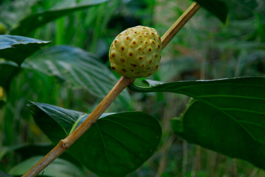 Noni fruit in the sacred Kalanikaula kukui Grove