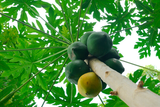 Female Papaya tree with fruit in the sacred Kalanikaula Kukui Grove