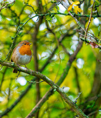 European Robin with stunning red breast singing and perched in hedgerow autumn winter christmas xmas card image