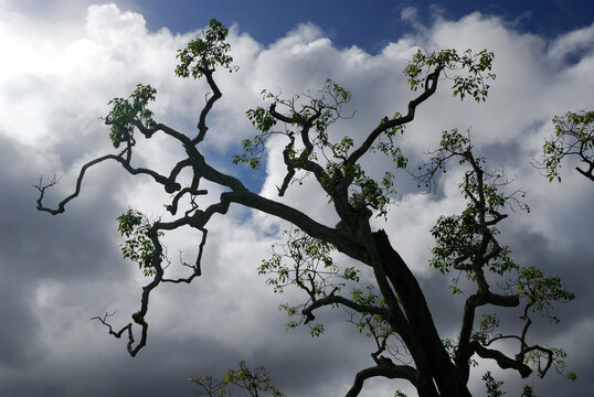 Kukui Tree In The Sacred Grove Of Kalanikaula Molokai Before A Storm