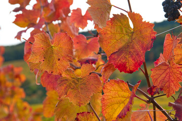Verfärbte Reben im Elsass im Herbst