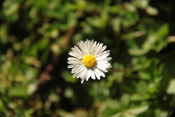 Fototapeta premium Flower on a sunny day. A white daisy in a green grass