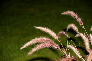 Plantes Napier macro