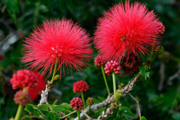 Honey bee in a Calliandra Powder-puff flower