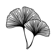 Ginkgo biloba leaves set