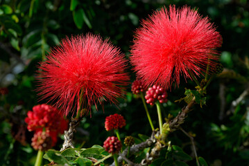 Calliandra Powder-puff flowers in Molokai Hawaii