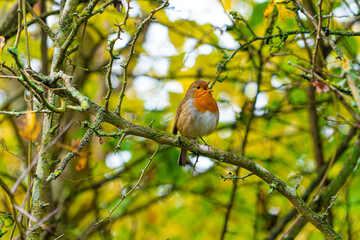 European Robin with stunning red breast singing and perched in hedgerow autumn winter christmas xmas card image