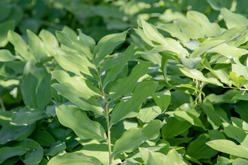 Texture de plante haute d&eacute;finition