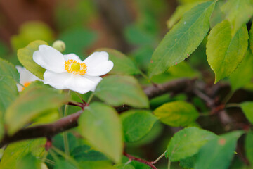 桃の花